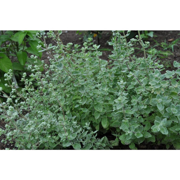 Zaatar-Origanum syriacum – Pinetree Garden Seeds