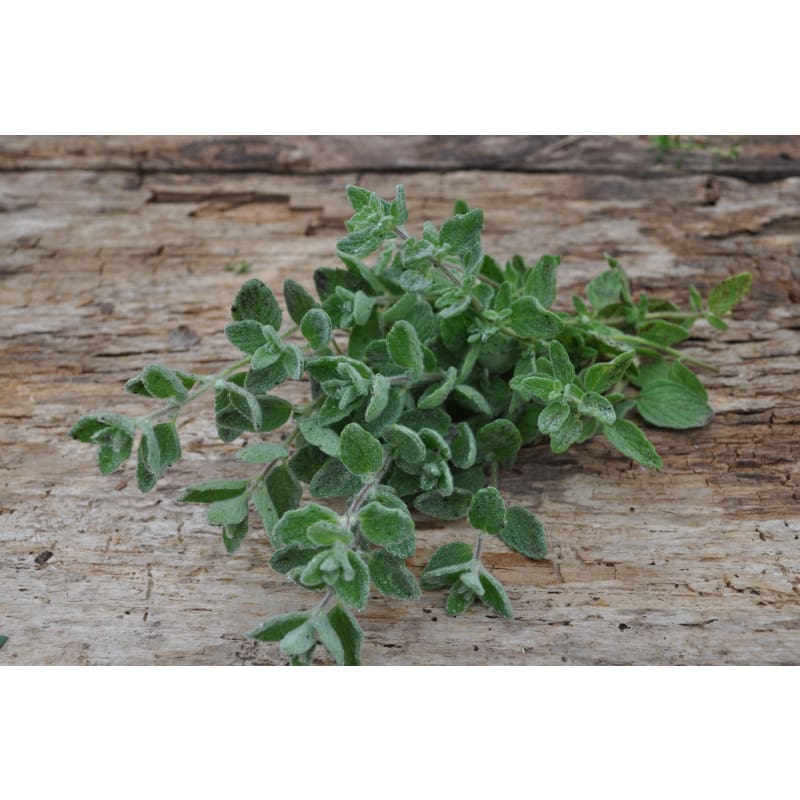 Zaatar Tree Zaatar-Origanum syriacum – Pinetree Garden Seeds