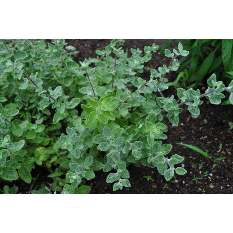Zaatar Tree Zaatar-Origanum syriacum – Pinetree Garden Seeds