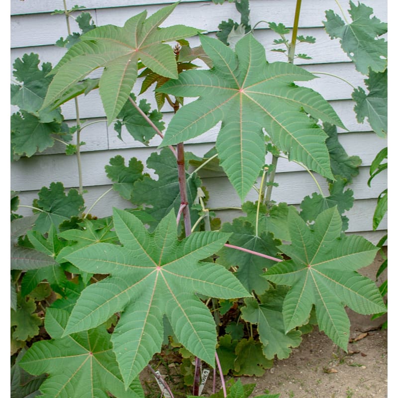 castor plant seeds for sale Zanzibariensis Castor Bean