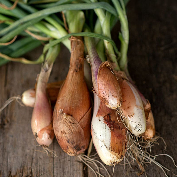 planting shallots from seed Zebrune Shallot (100 Days)