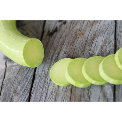 Zucchetta Tromboncino Summer Squash (Heirloom 60 Days) - Vegetables